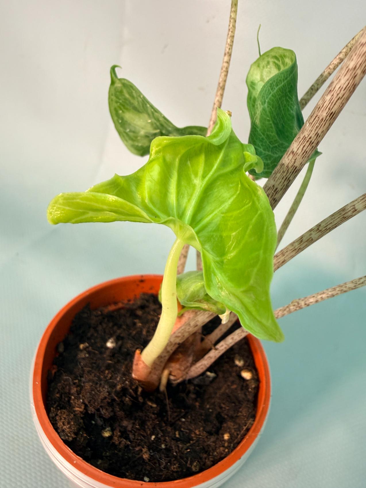 Alocasia Holy Grail | Welovetropicalplants