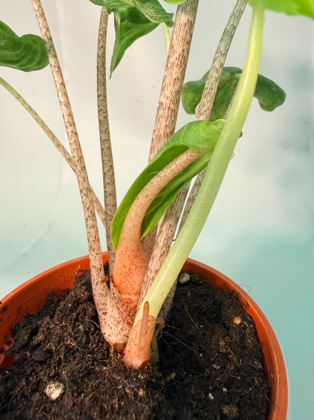 Alocasia Holy Grail | Welovetropicalplants