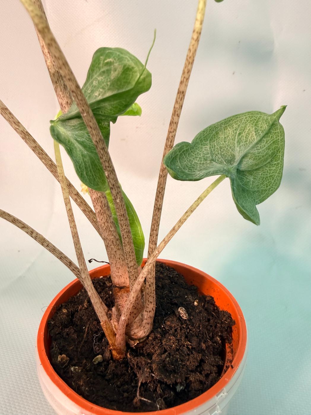 Alocasia Holy Grail | Welovetropicalplants