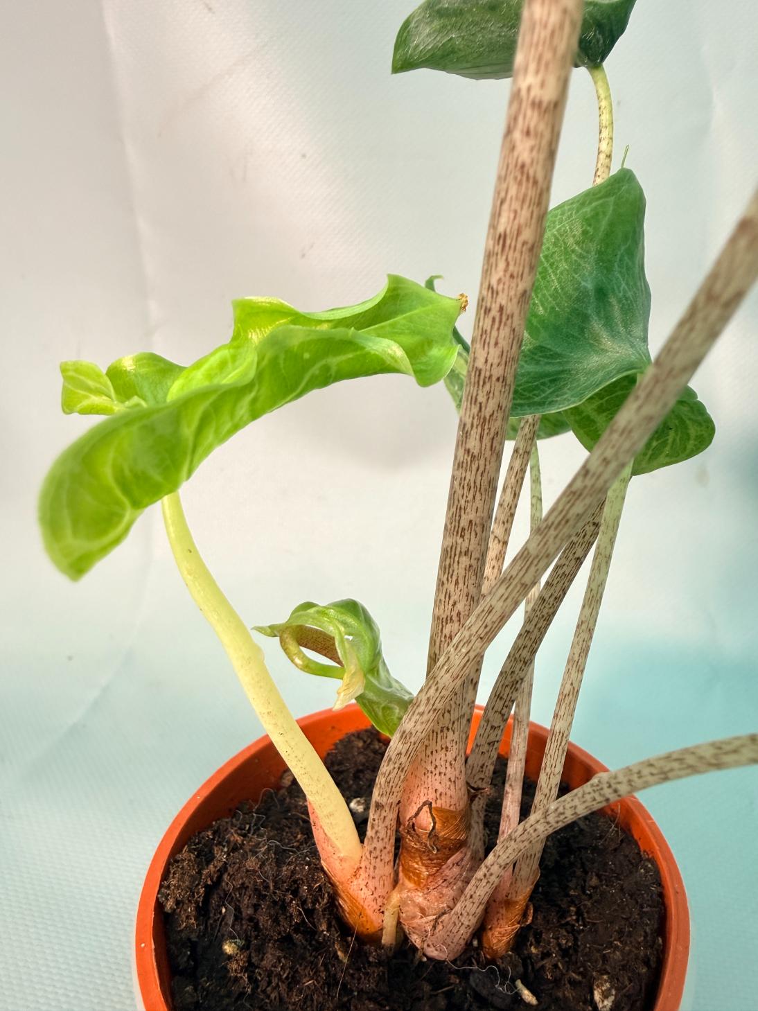 Alocasia Holy Grail | Welovetropicalplants