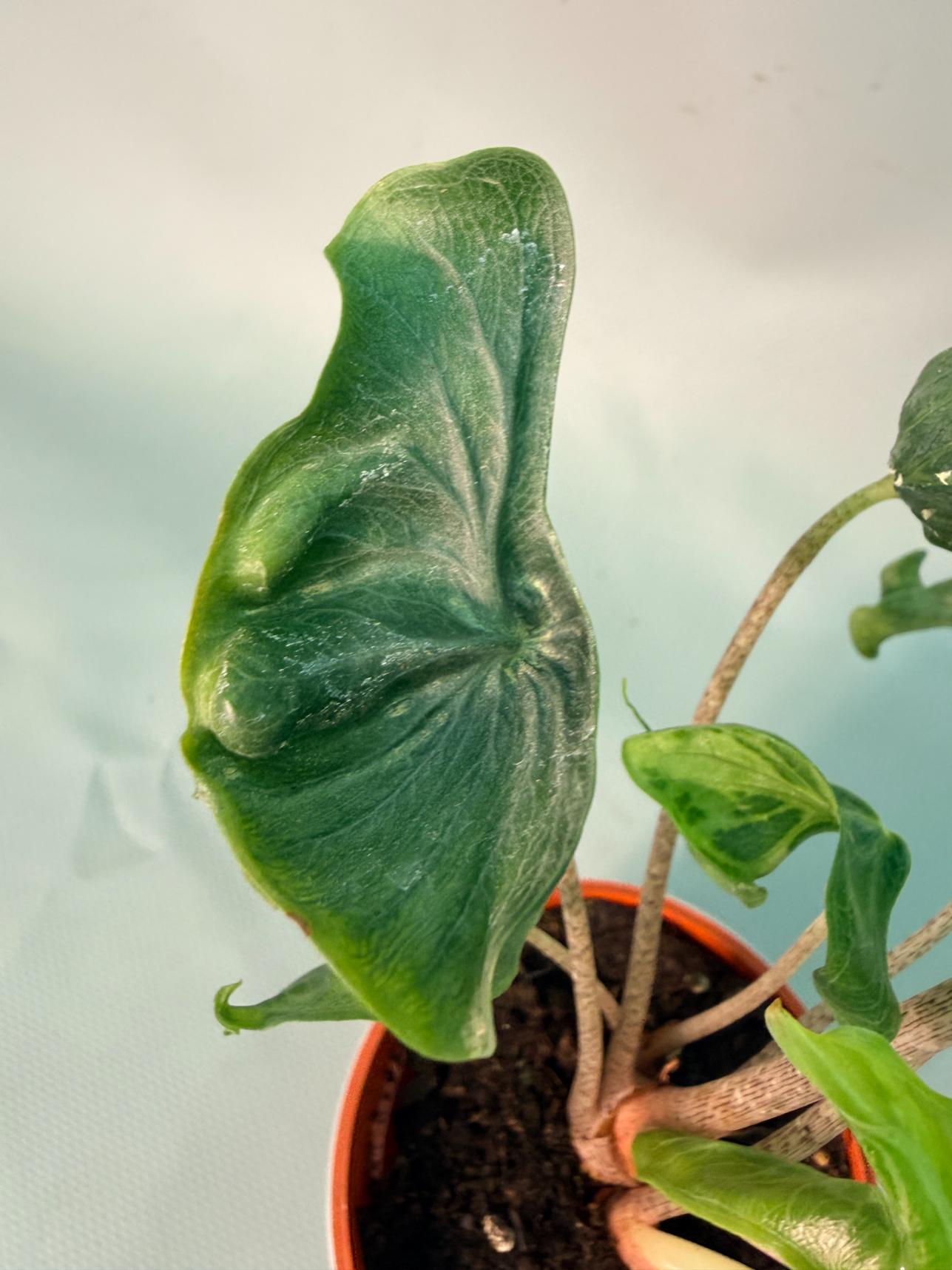 Alocasia Holy Grail 11