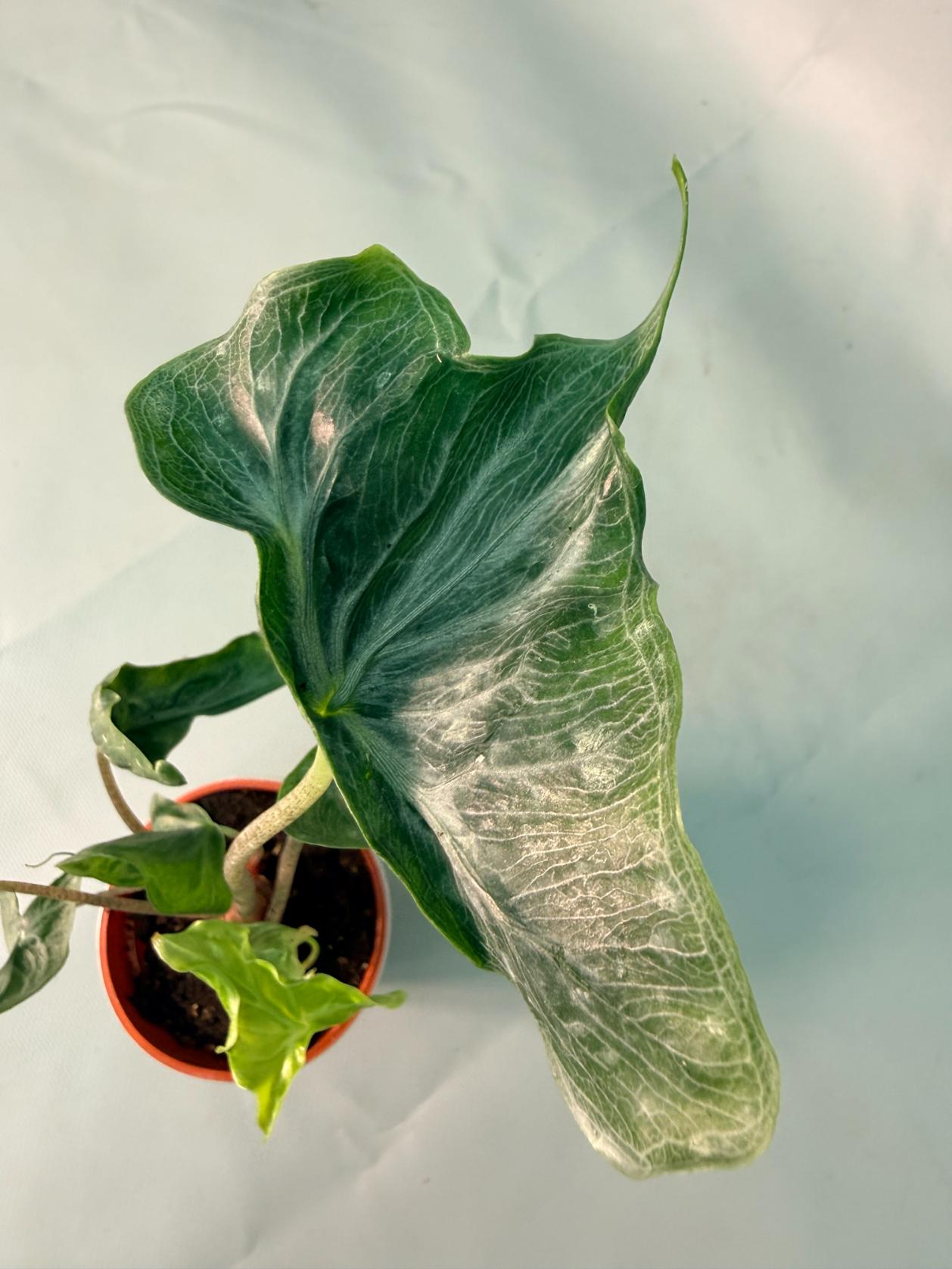 Alocasia Holy Grail 12