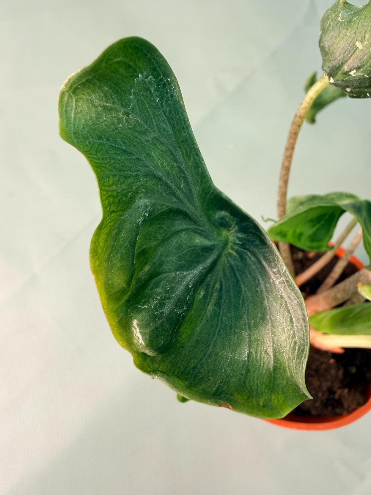 Alocasia Holy Grail 13