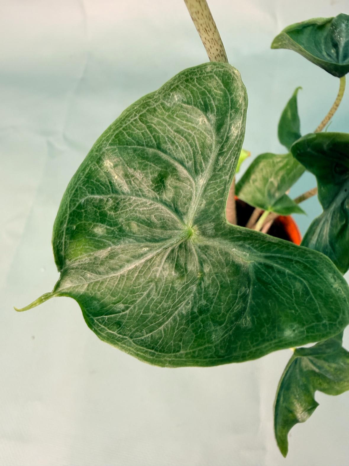 Alocasia Holy Grail 14