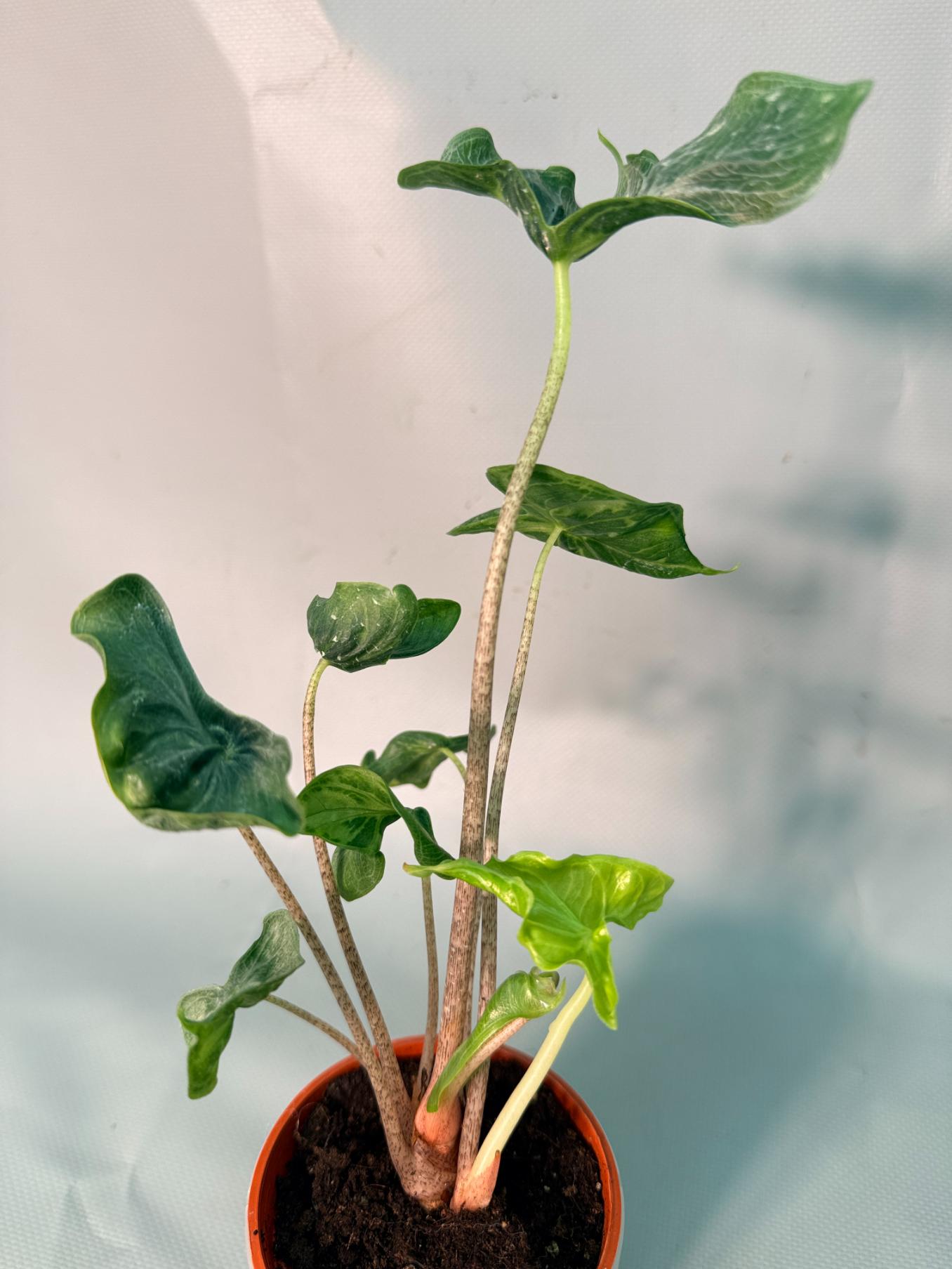 Alocasia Holy Grail 2