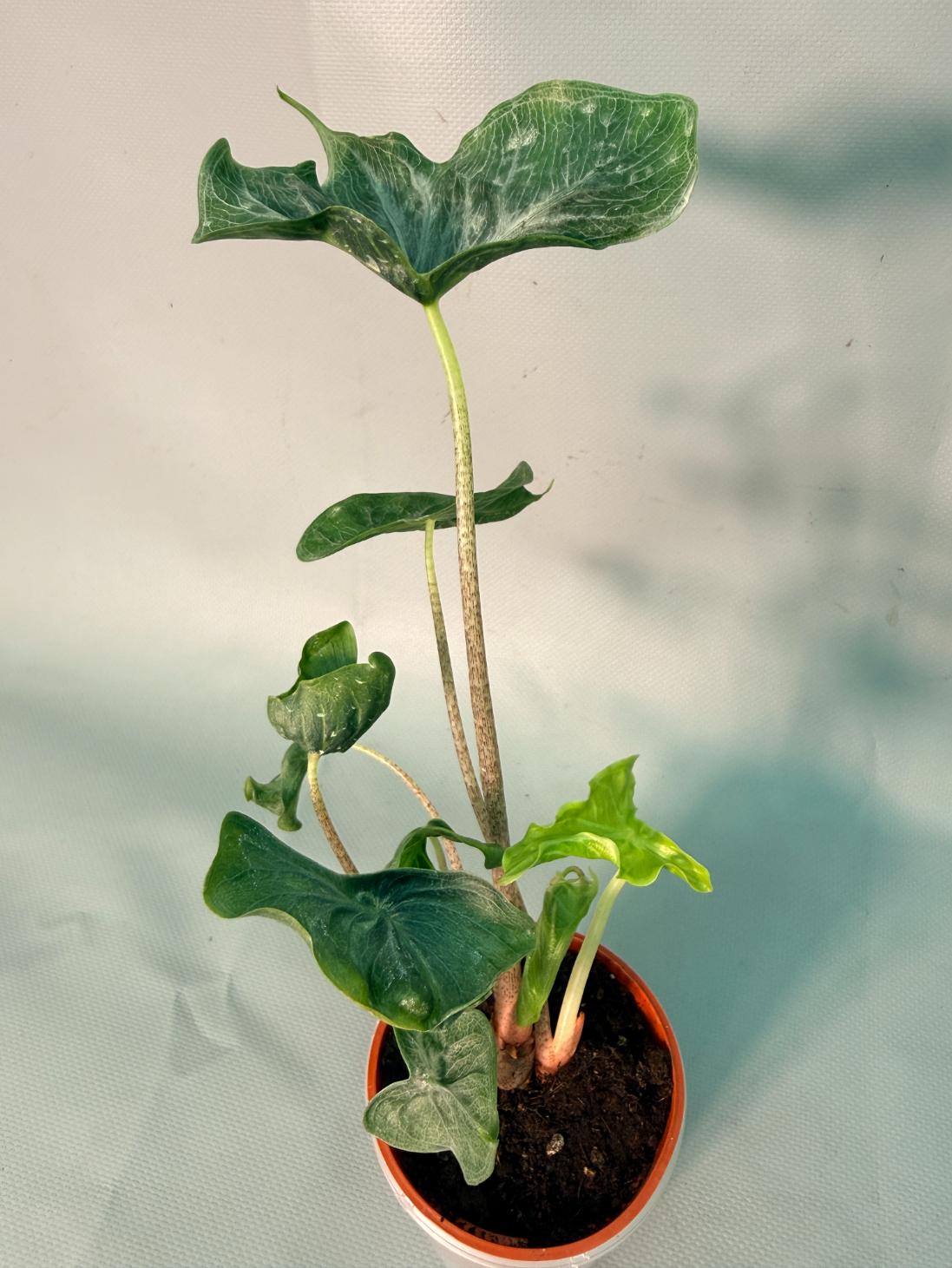 Alocasia Holy Grail 3