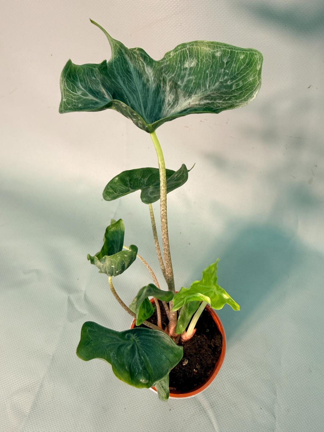 Alocasia Holy Grail 4