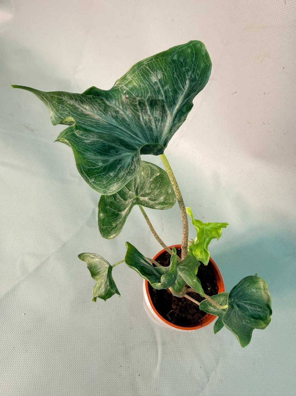 Alocasia Holy Grail 5