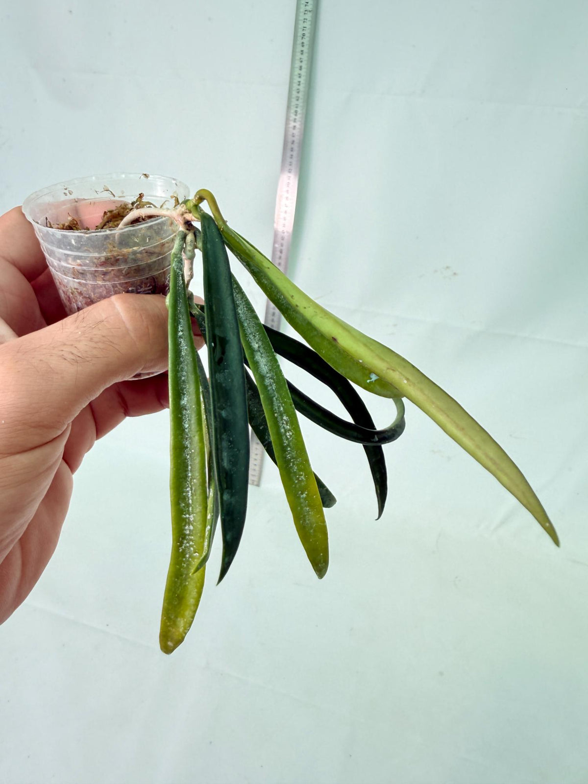 Hoya Shepherdii 3