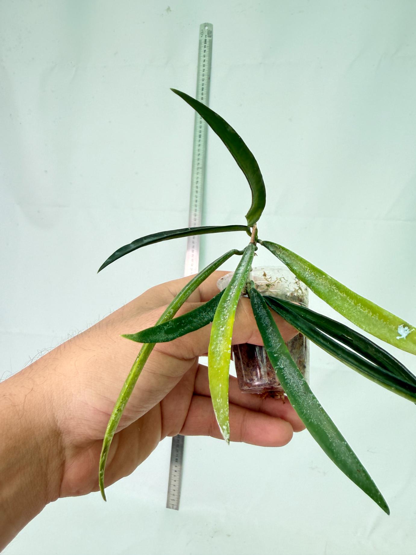 Hoya Shepherdii 8