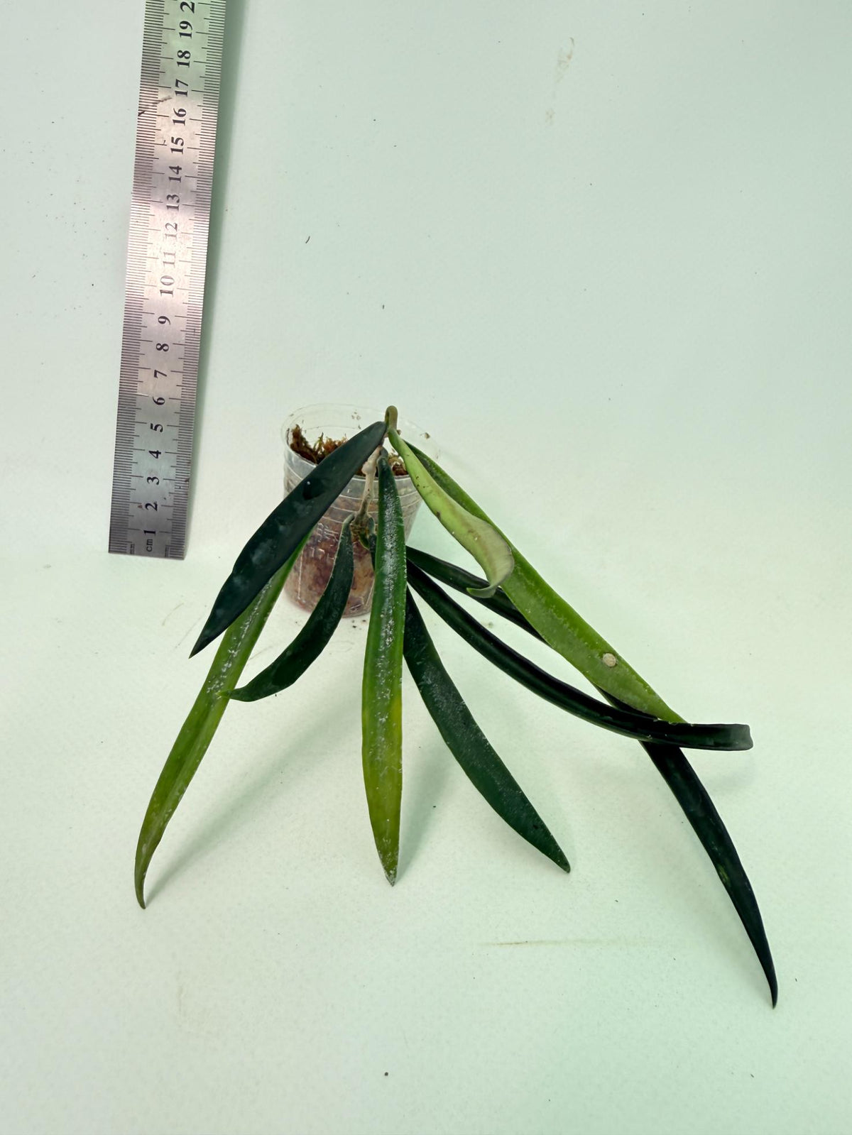 Hoya Shepherdii 5