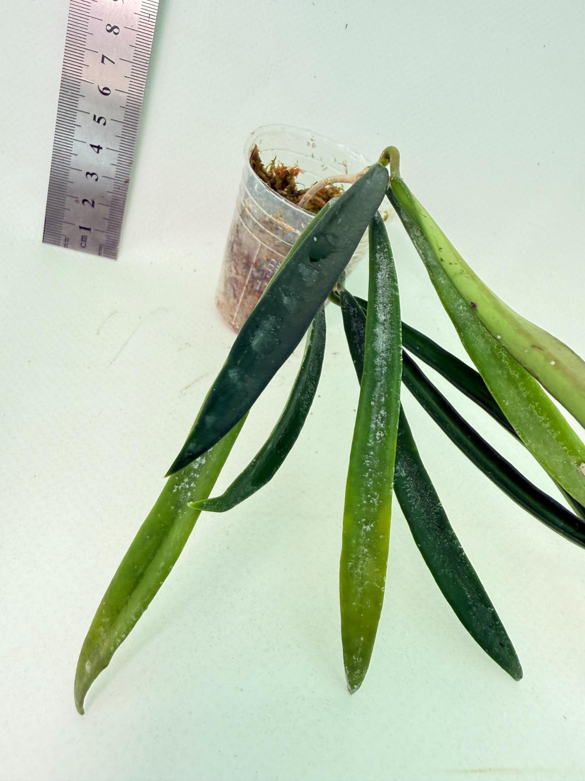 Hoya Shepherdii 6