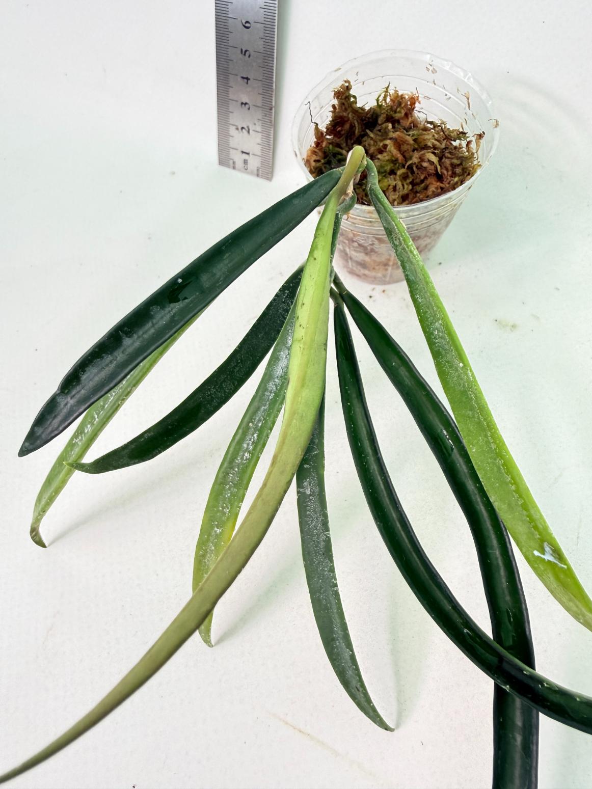 Hoya Shepherdii 4
