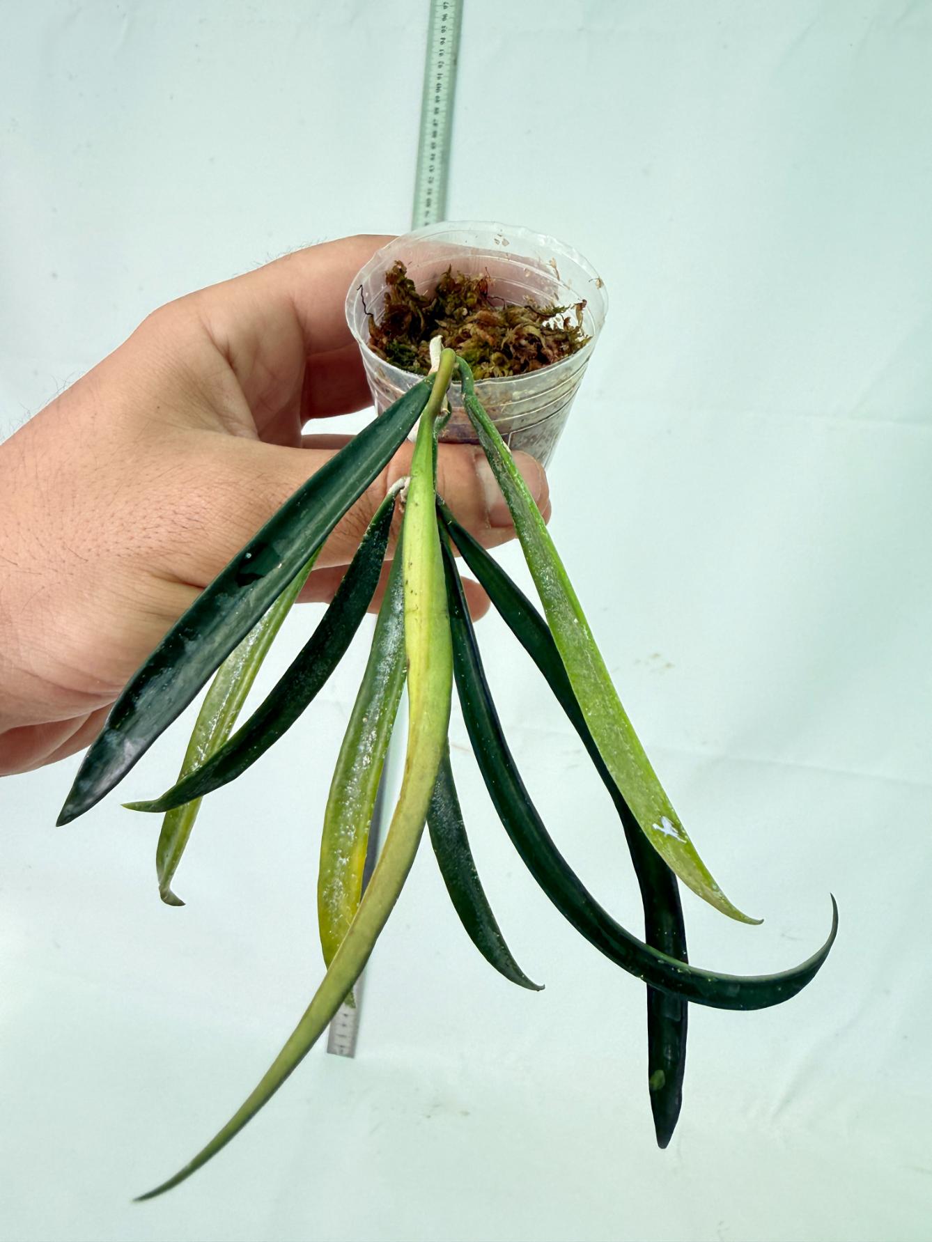 Hoya Shepherdii 7