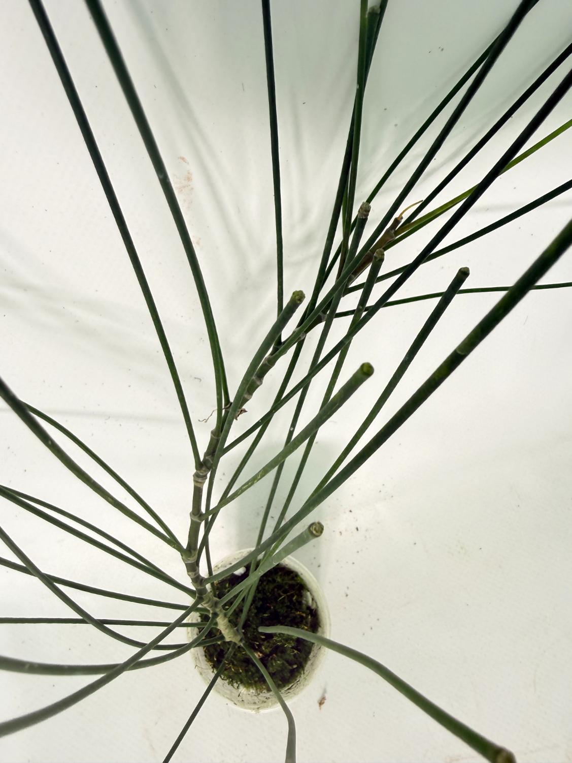 Hoya Spartioides 05