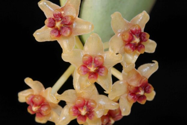 Hoya burmanica