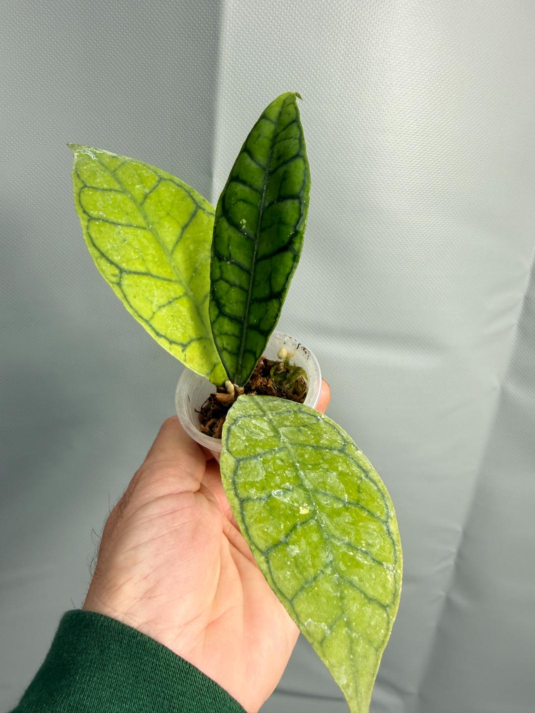 Hoya Callistophylla SHORT LEAF | Welovetropicalplants