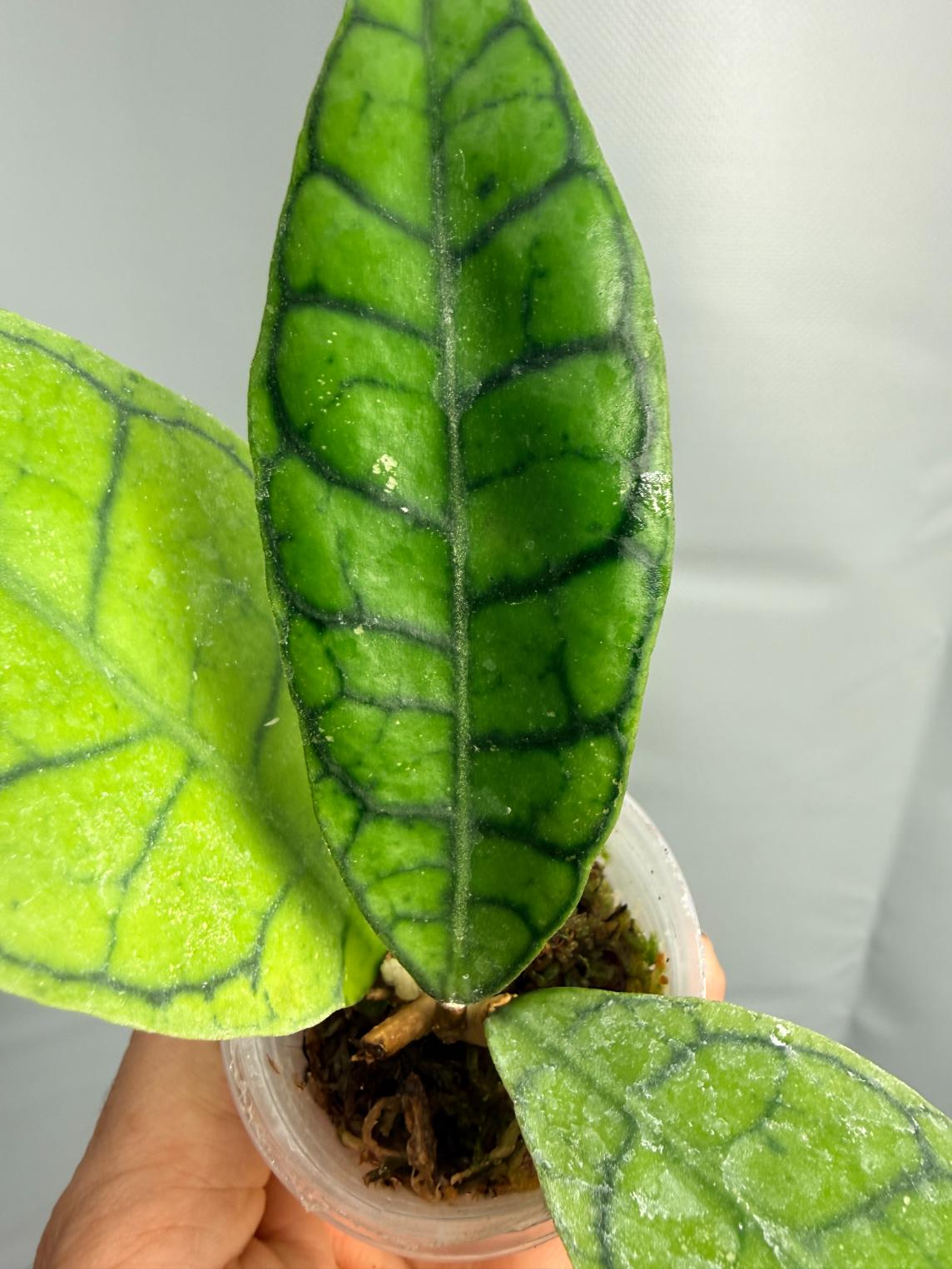 Hoya Callistophylla SHORT LEAF | Welovetropicalplants