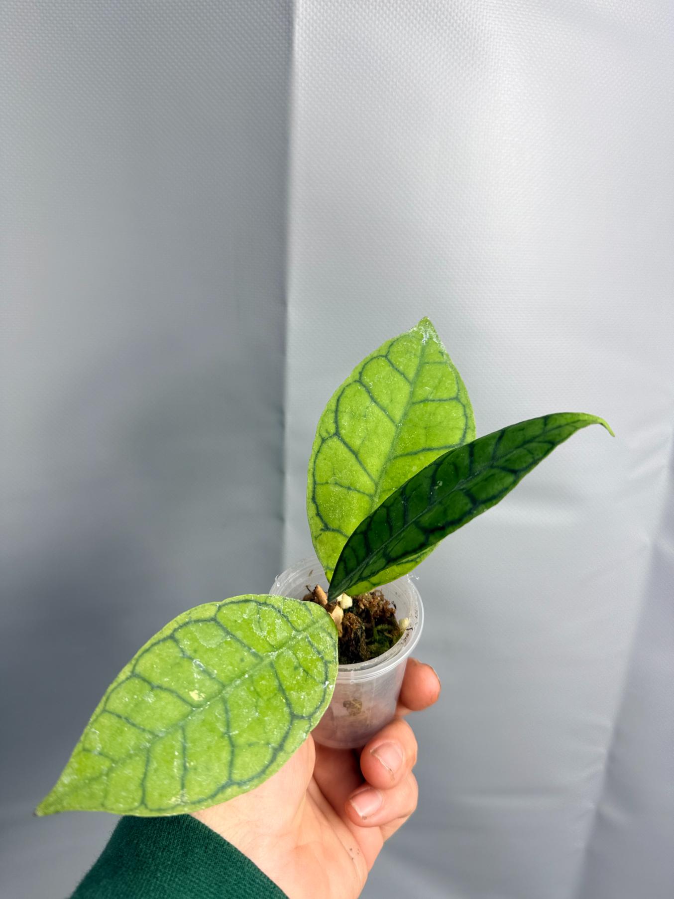 Hoya Callistophylla  SHORT LEAF