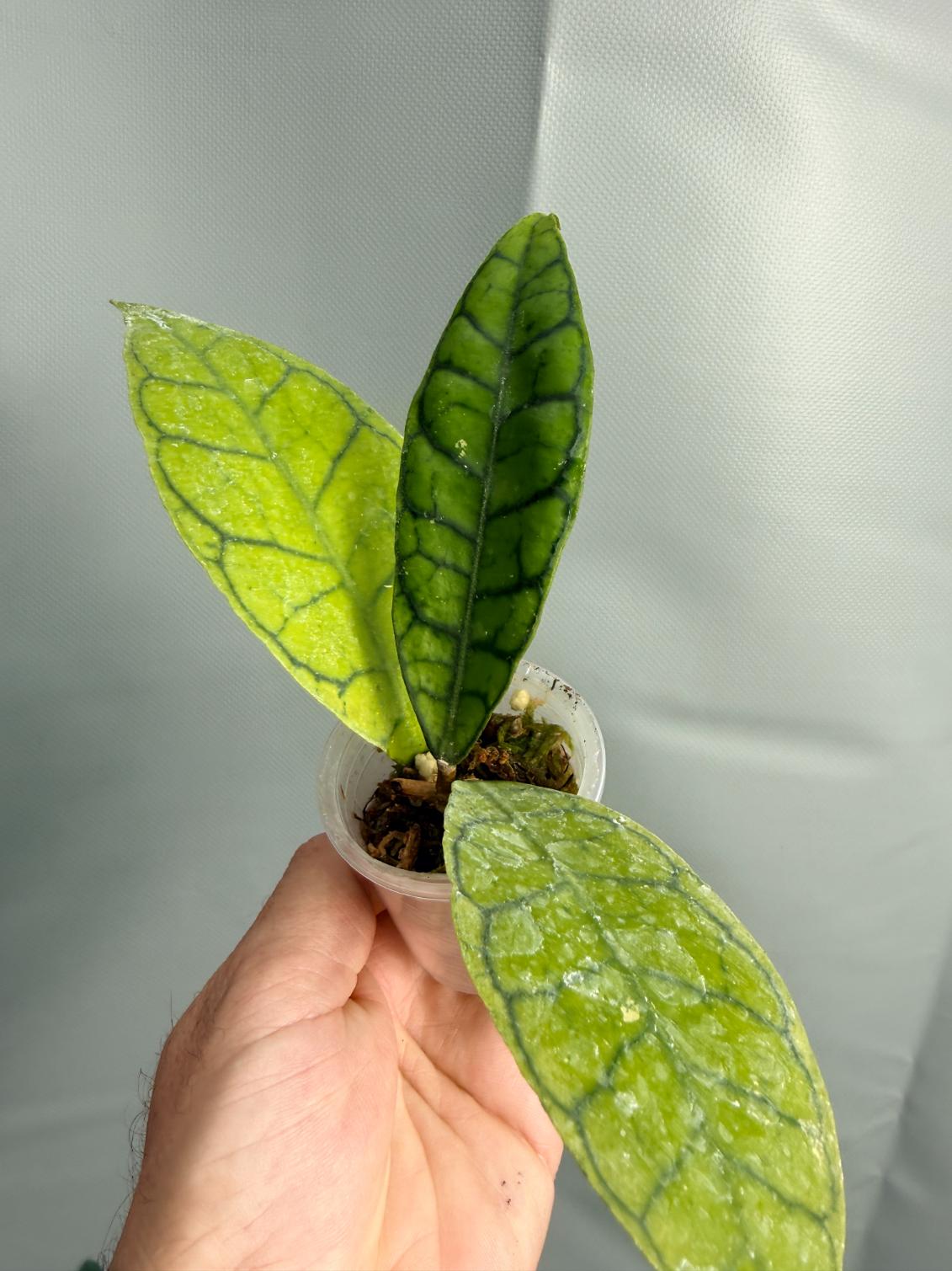 Hoya Callistophylla SHORT LEAF | Welovetropicalplants