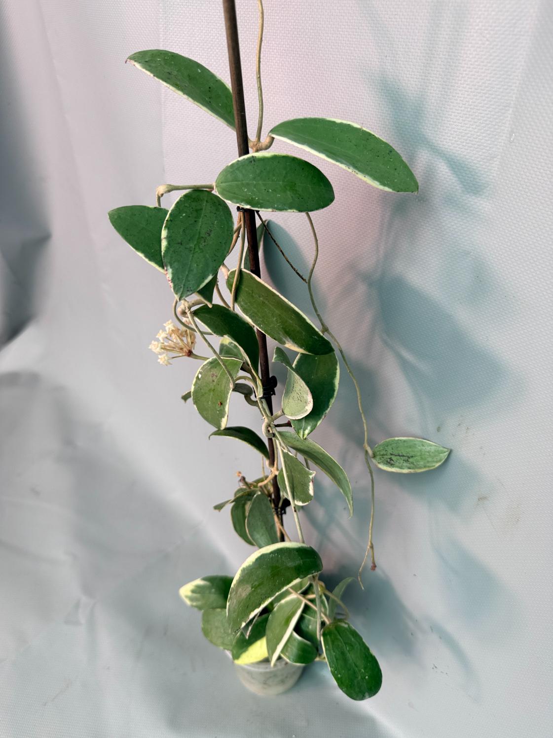 Hoya Acuta Albomarginata with flowers 01