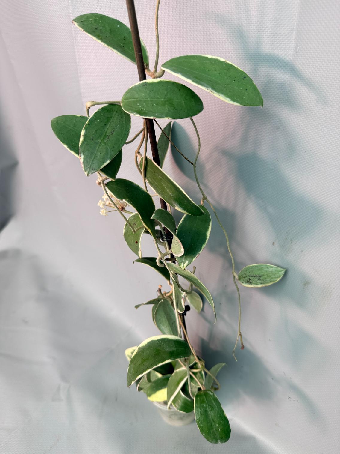 Hoya Acuta Albomarginata with flowers 02