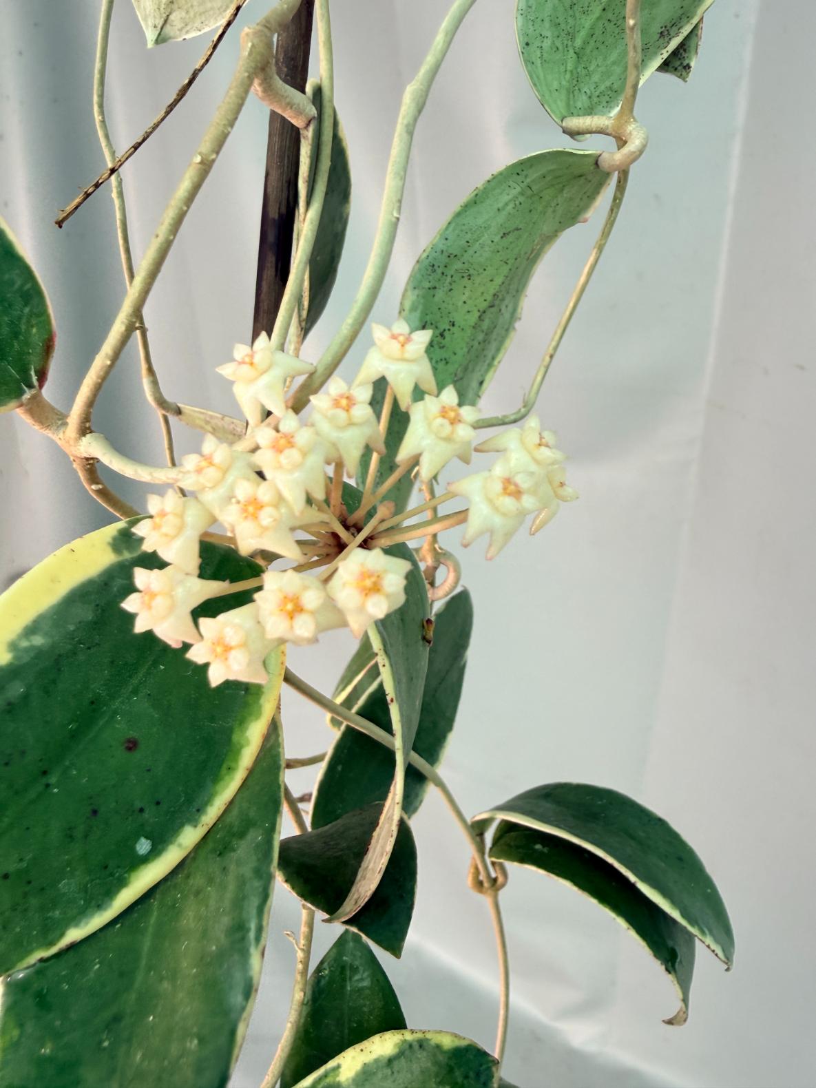 Hoya Acuta Albomarginata with flowers 05