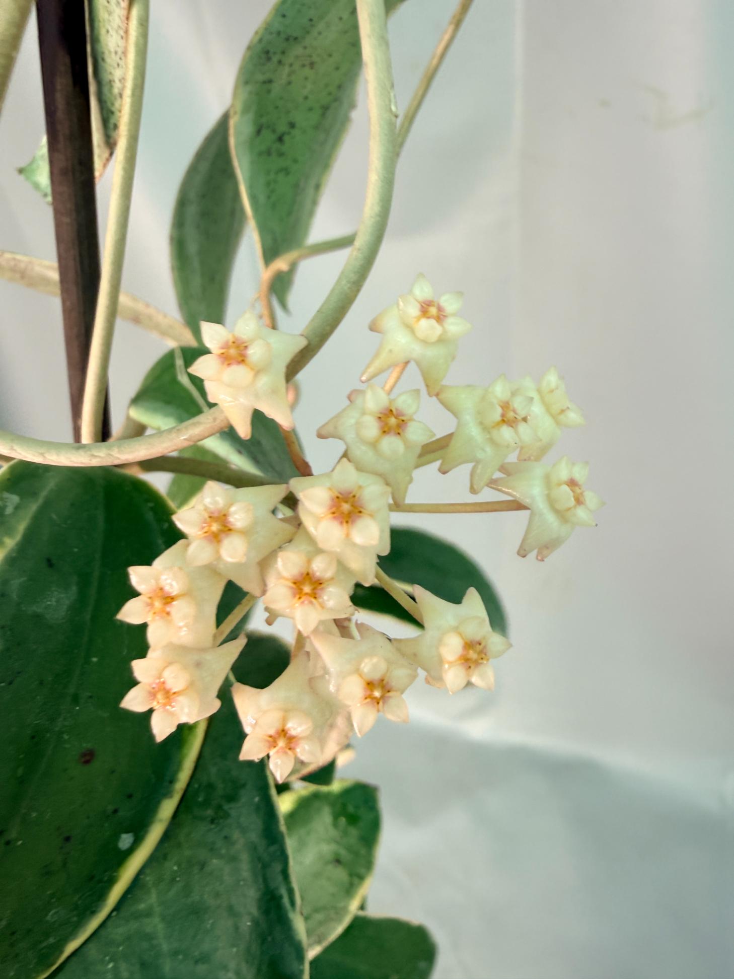 Hoya Acuta Albomarginata with flowers 06