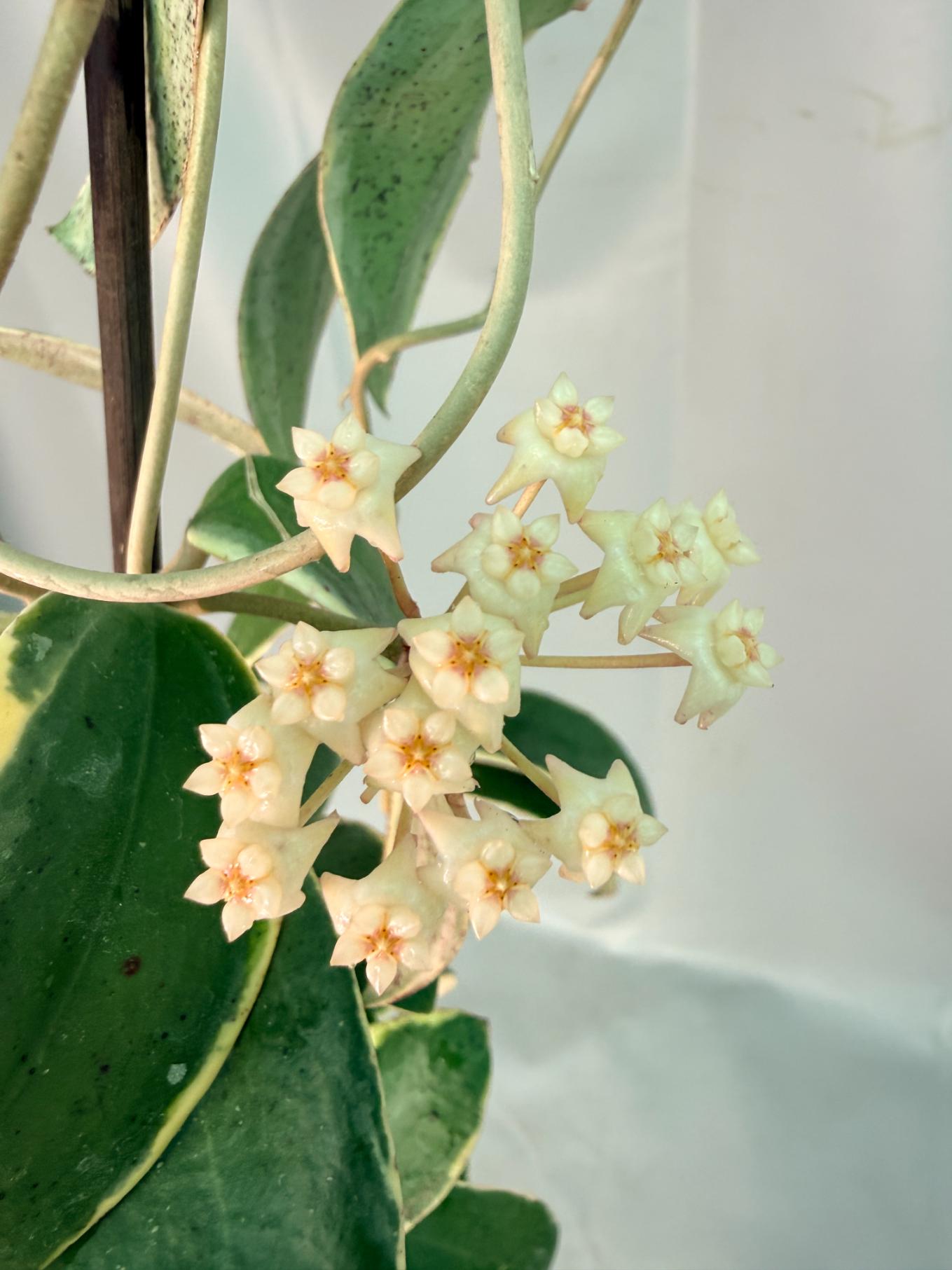 Hoya Acuta Albomarginata with flowers 07