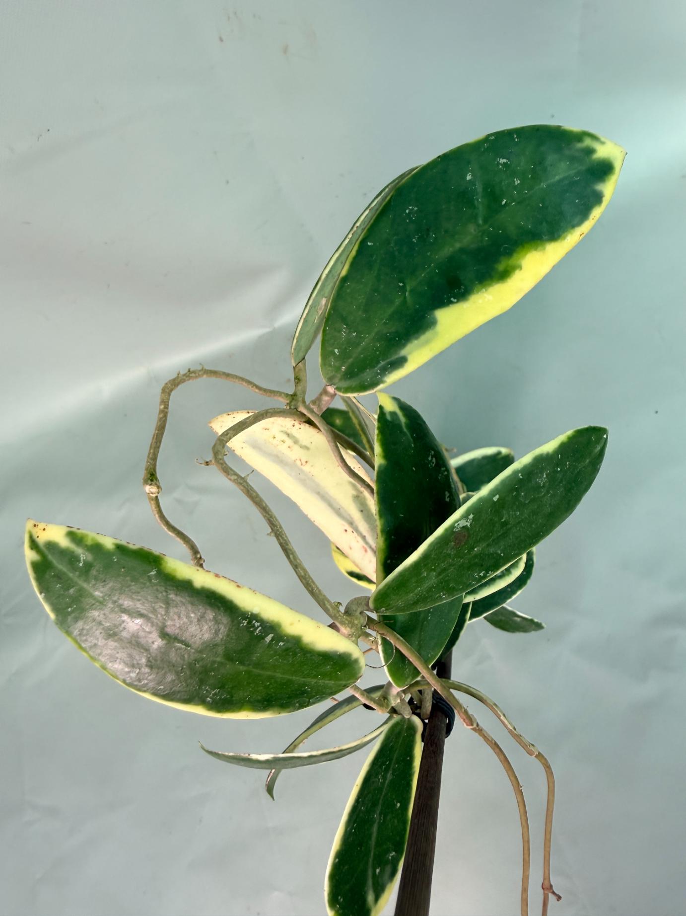 Hoya Acuta Albomarginata with flowers 09