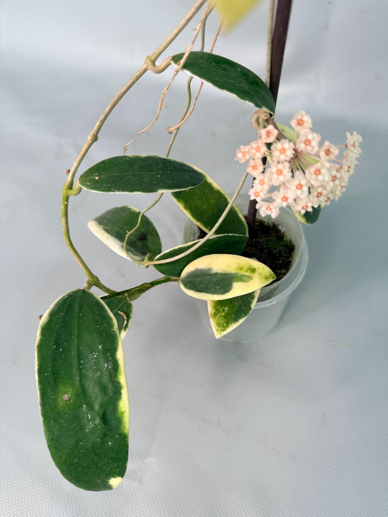 Hoya Acuta Albomarginata with flowers 10
