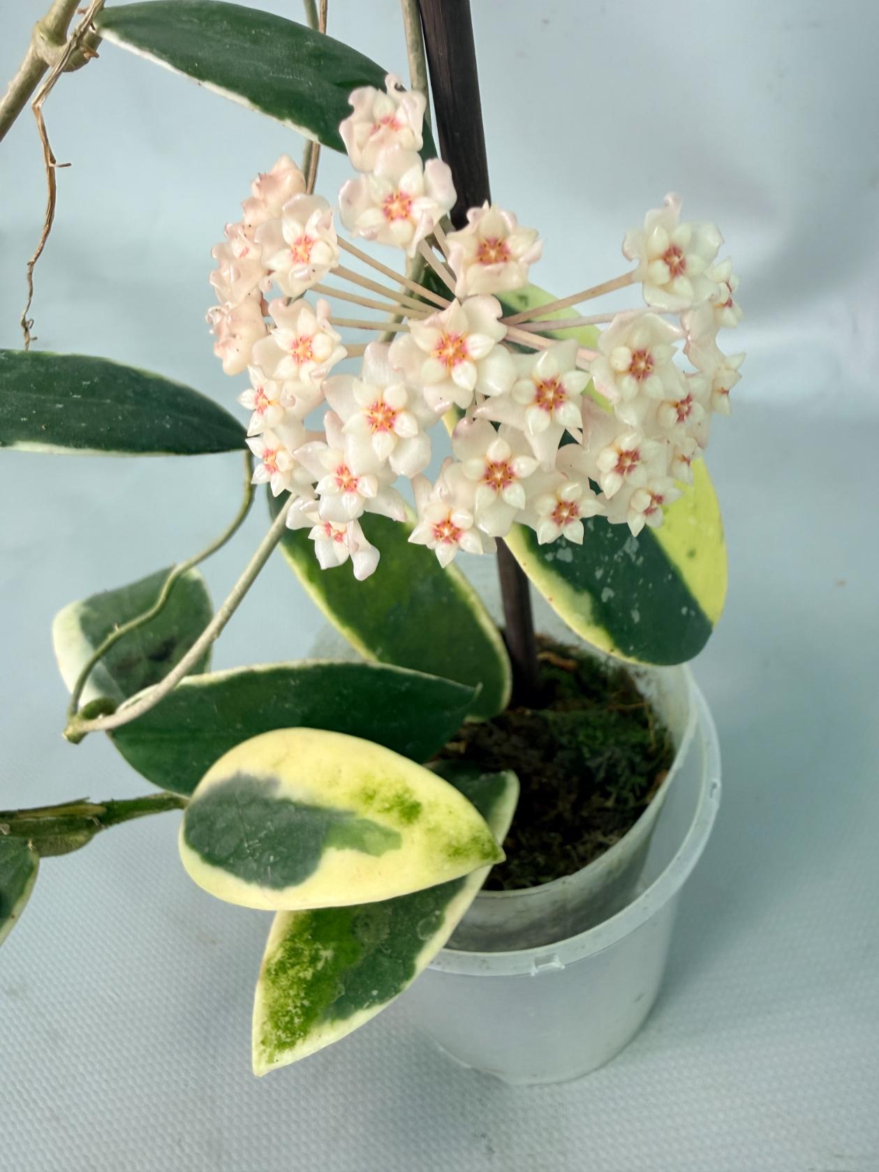 Hoya Acuta Albomarginata with flowers 11