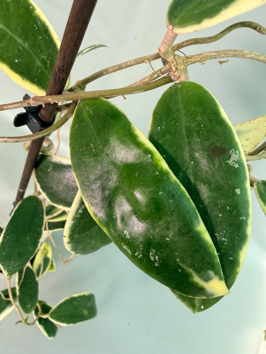 Hoya Acuta Albomarginata with flowers 12
