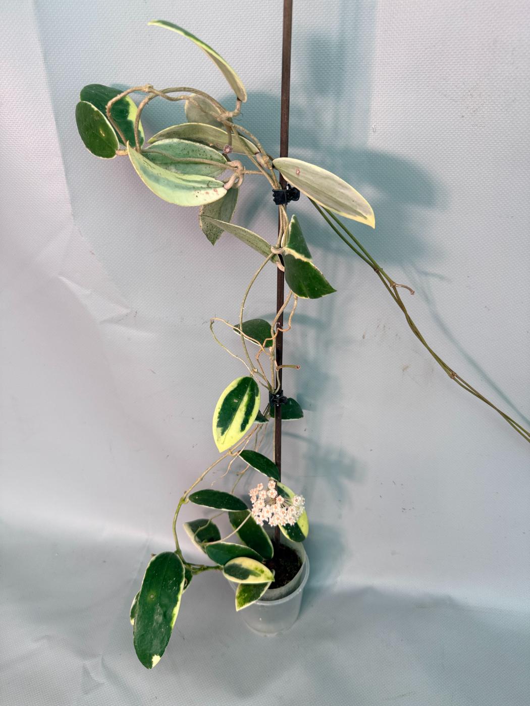 Hoya Acuta Albomarginata with flowers 01