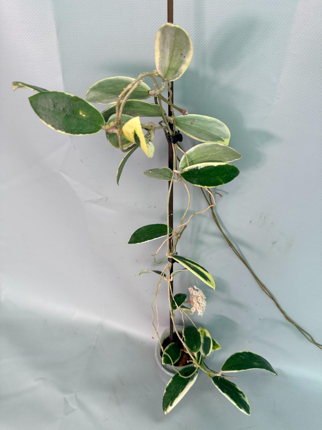 Hoya Acuta Albomarginata with flowers 03