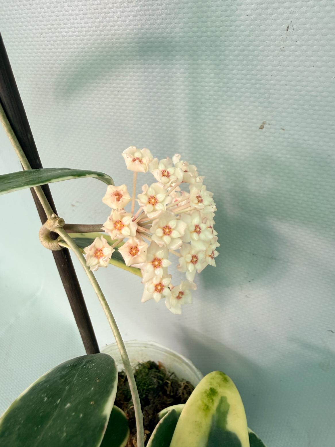 Hoya Acuta Albomarginata with flowers 04