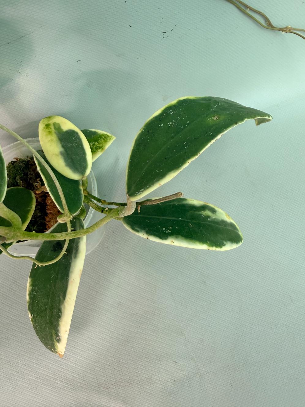Hoya Acuta Albomarginata with flowers 05