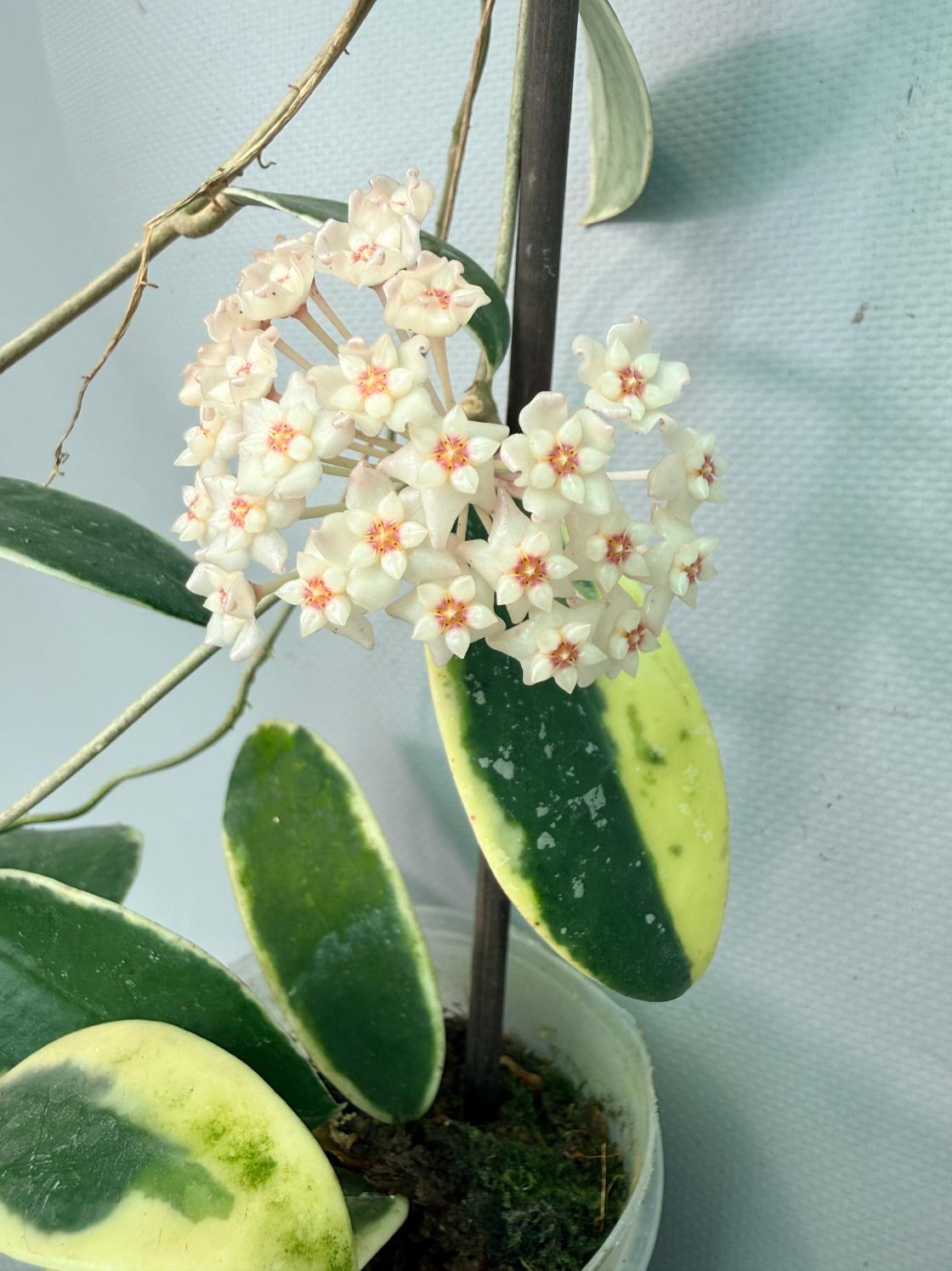 Hoya Acuta Albomarginata with flowers 06