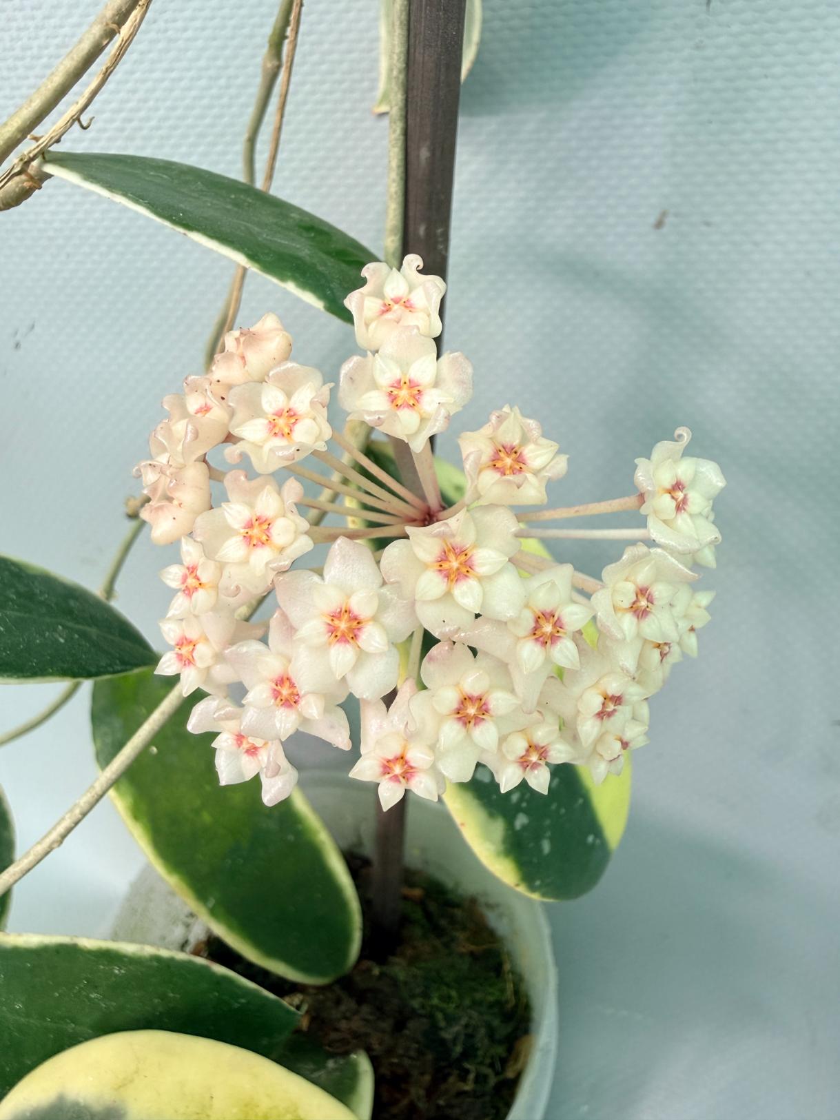 Hoya Acuta Albomarginata with flowers 07