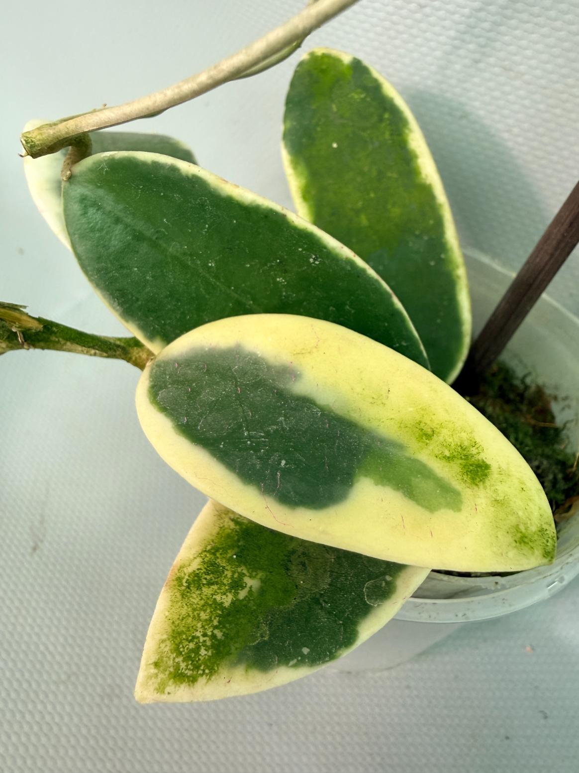 Hoya Acuta Albomarginata with flowers 09