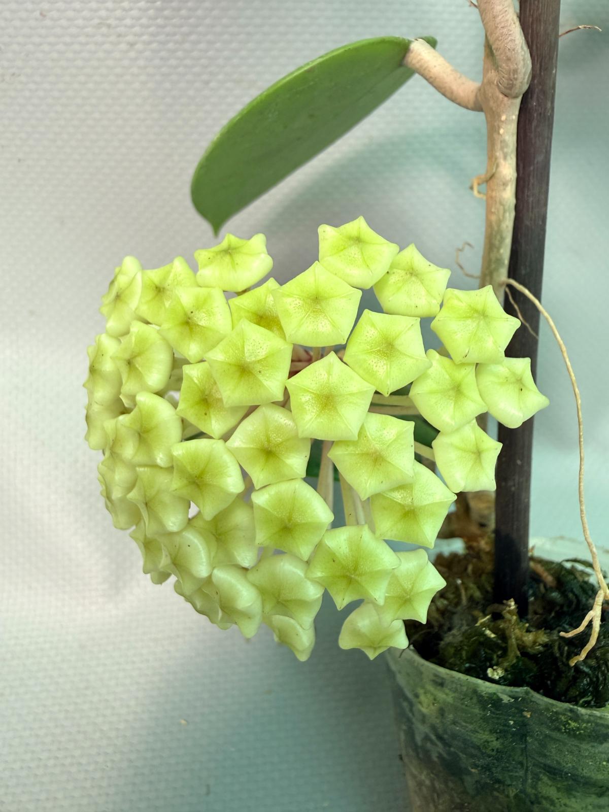 Hoya BP 06 with Flowers 01