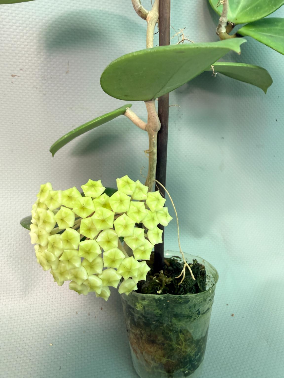 Hoya BP 06 with Flowers 02