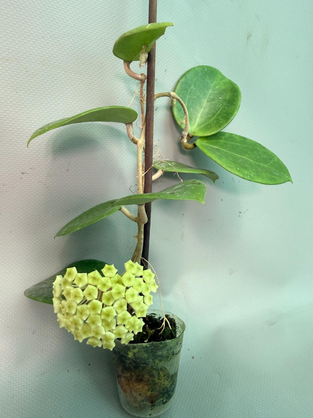 Hoya BP 06 with Flowers 04