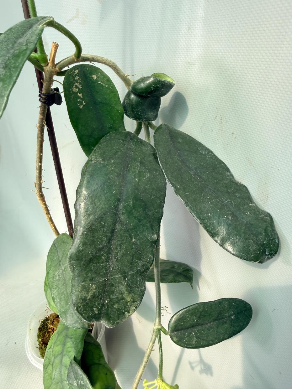 Hoya Globulosa XL with FLOWERS 08
