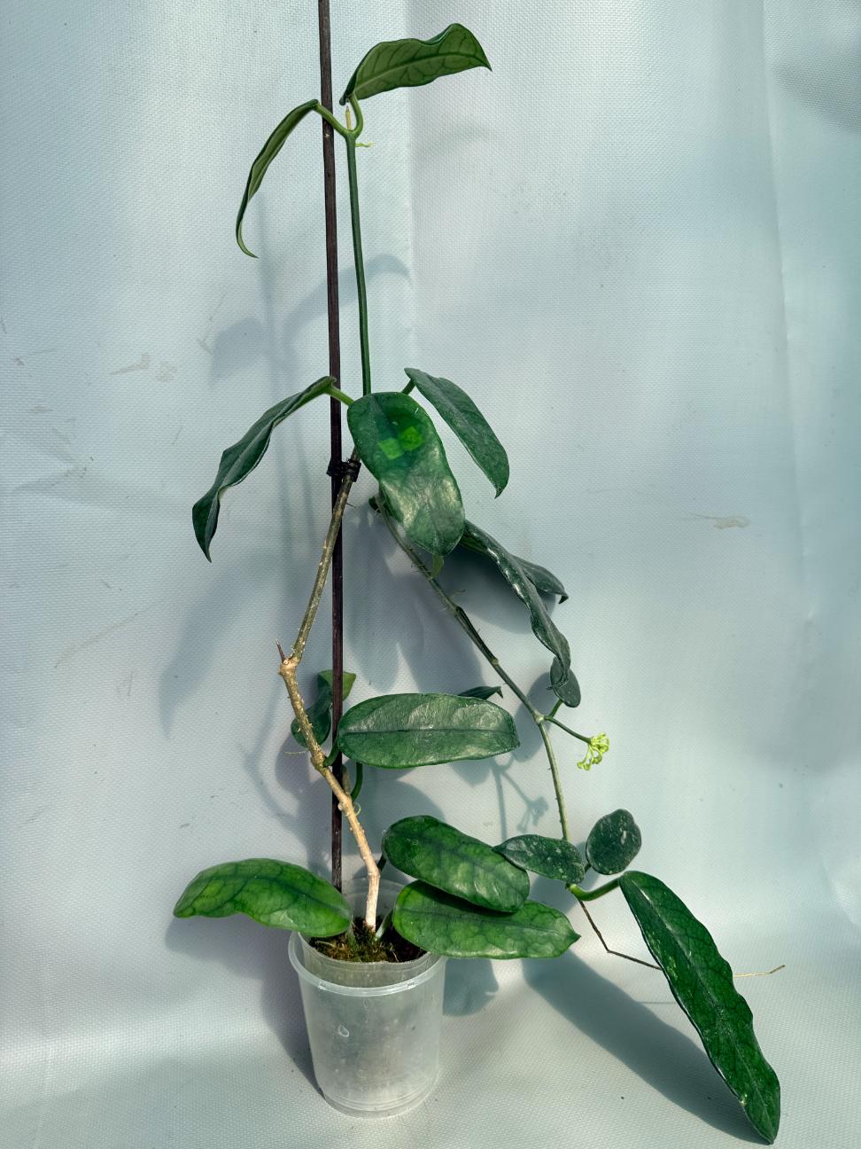 Hoya Globulosa XL with FLOWERS 09