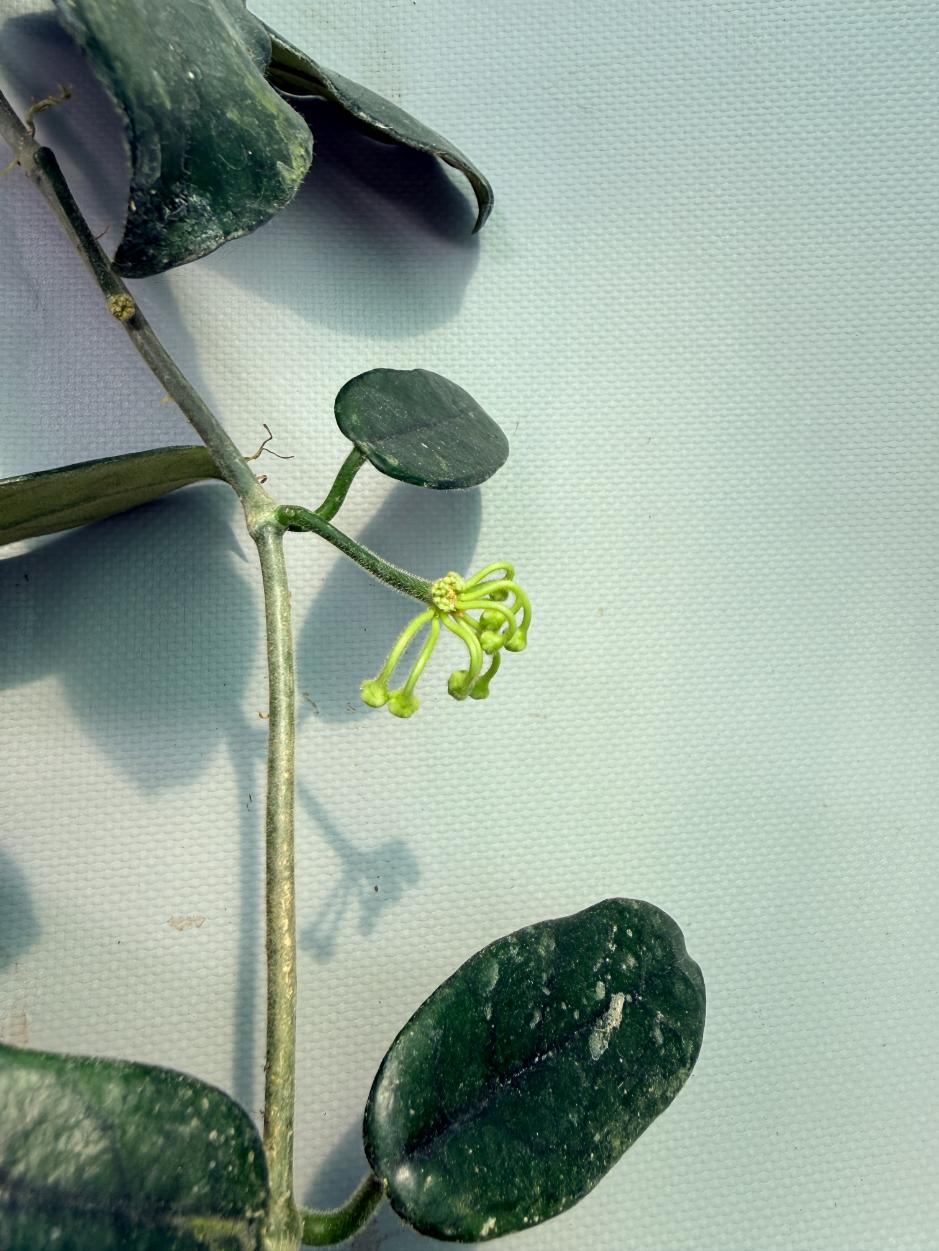 Hoya Globulosa XL with FLOWERS 10