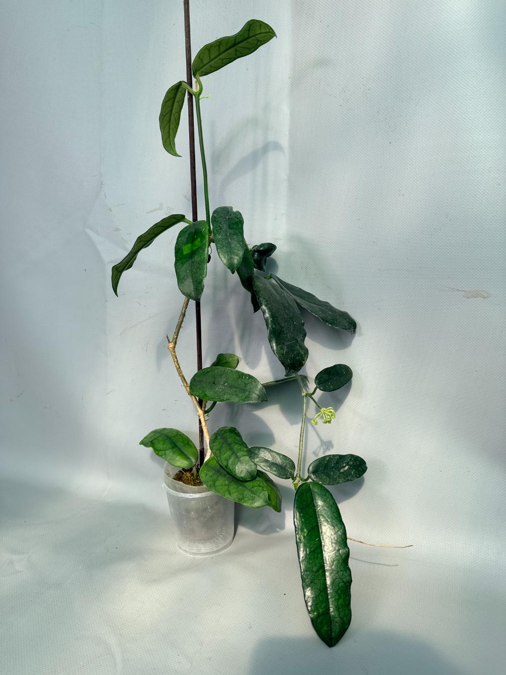 Hoya Globulosa XL with FLOWERS 02