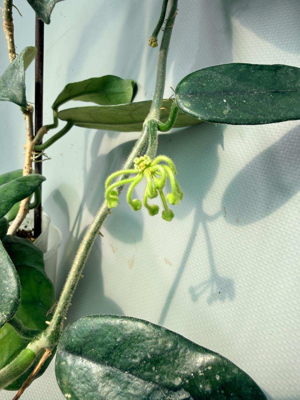 Hoya Globulosa XL with FLOWERS 04