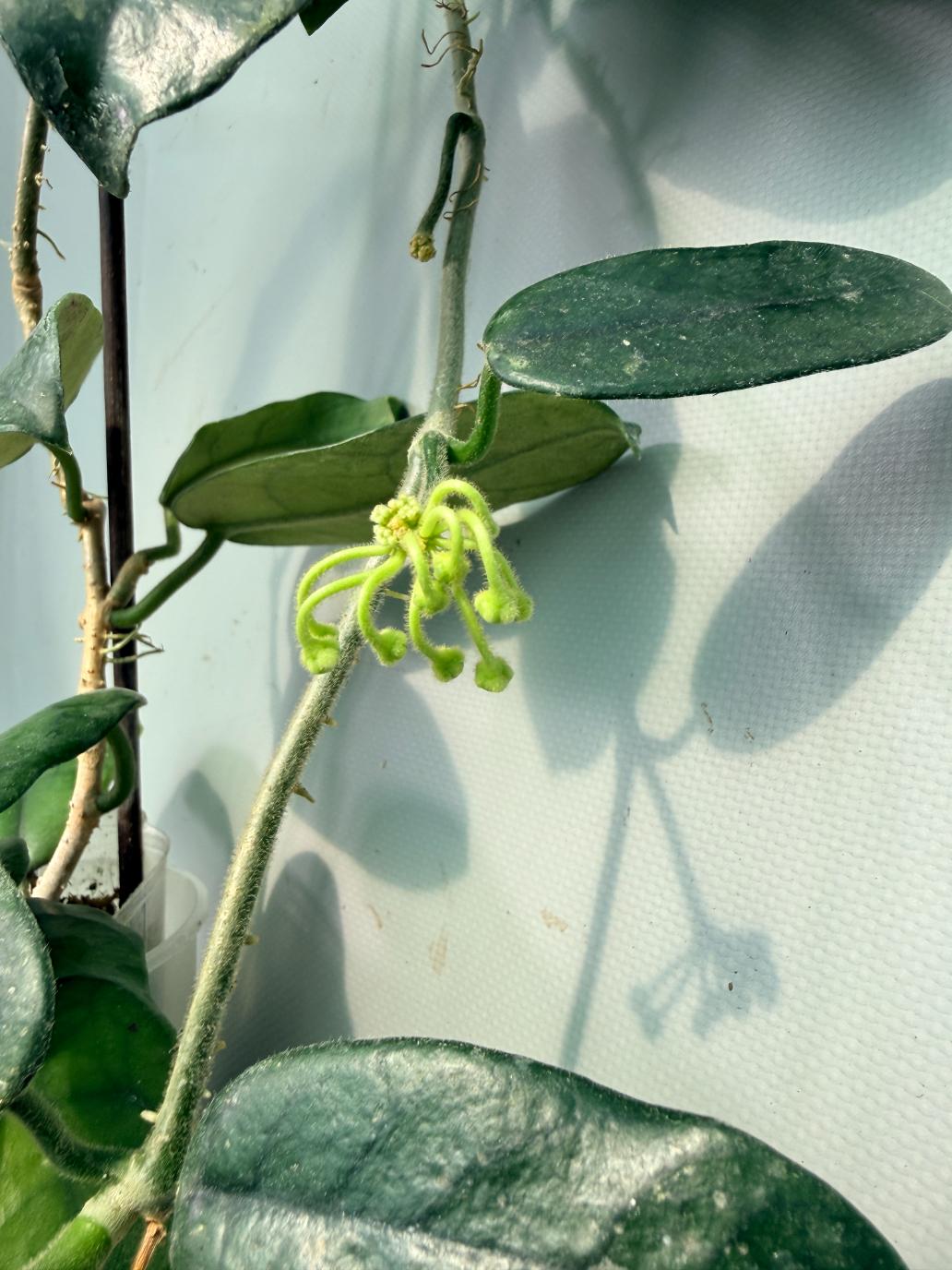 Hoya Globulosa XL with FLOWERS 05