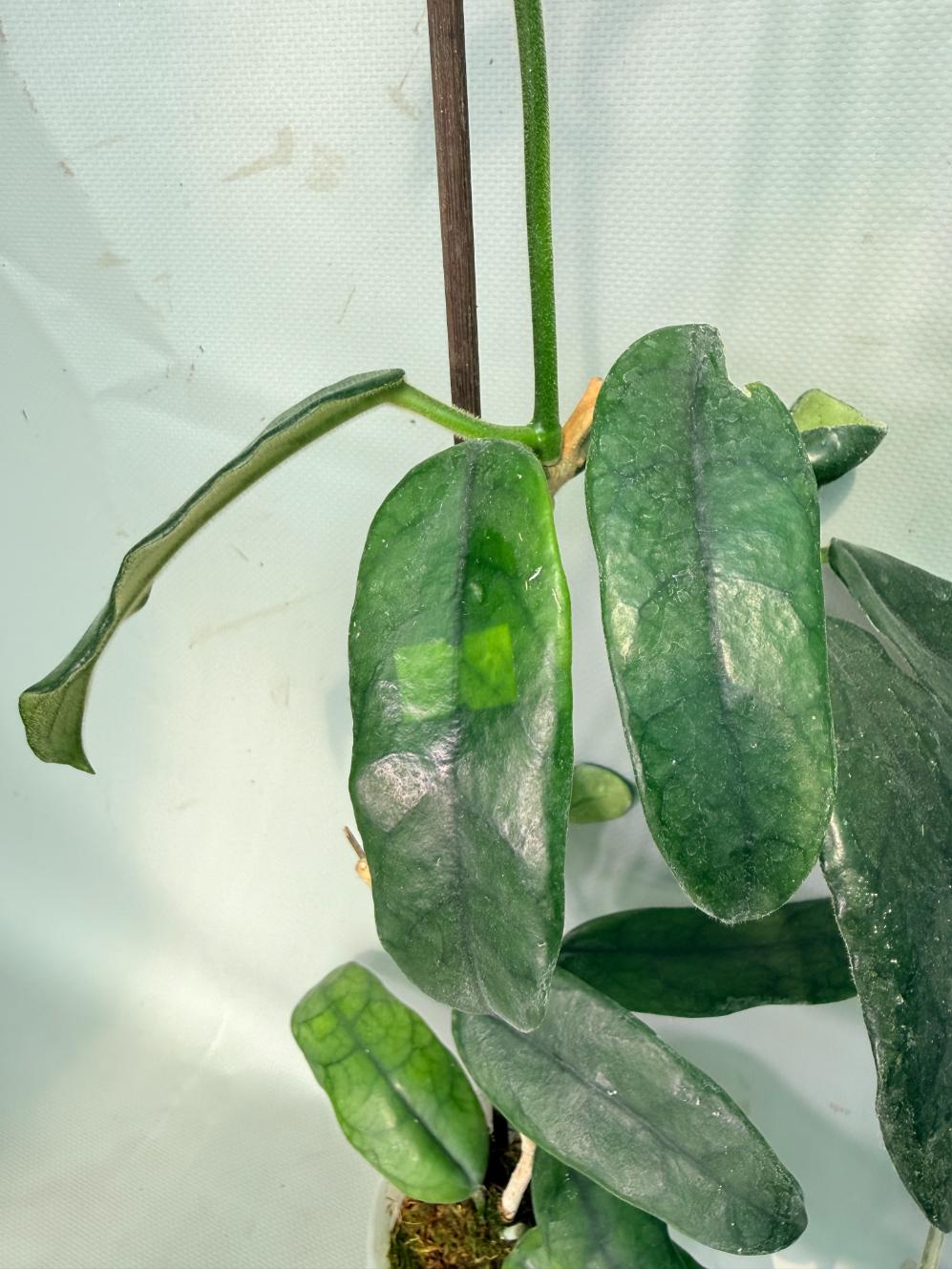 Hoya Globulosa XL with FLOWERS 06